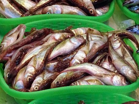 ハタハタ ハタハタ ハタハタ,魚屋,魚市場の写真素材