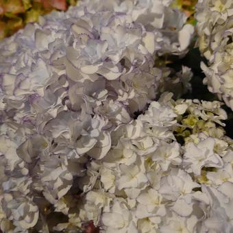 紫陽花 紫陽花の写真