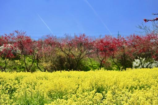 菜の花畑 菜の花畑 菜の花,春,黄色の写真素材