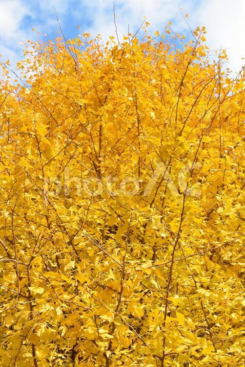 イチョウの木・縦画像２ あおそら,あおぞら,あかるいの写真素材