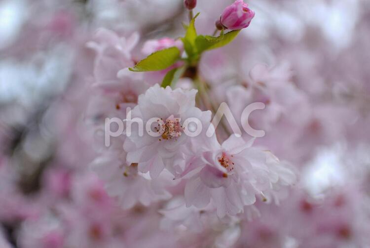 雨上がりの八重桜 雨上がり,八重桜,桜の写真素材