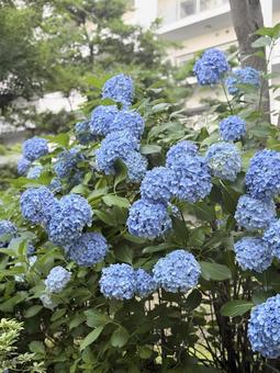 紫陽花 アジサイ 梅雨 紫陽花 アジサイ 梅雨の写真