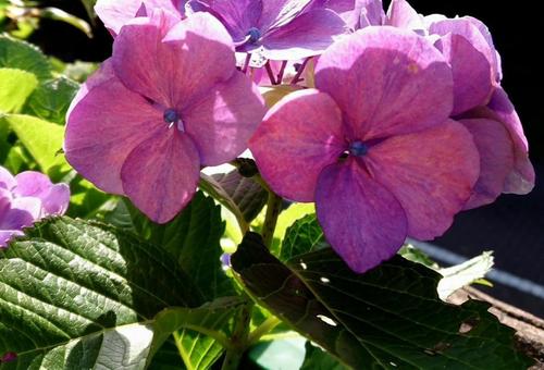 あじさいの花 21 あじさいの花 21の写真
