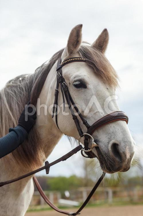 首を撫でられている馬具をつけた白馬 馬,馬の顔,アップの写真素材