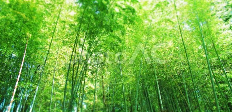 爽やかな夏の竹林 竹林,竹,笹の写真素材
