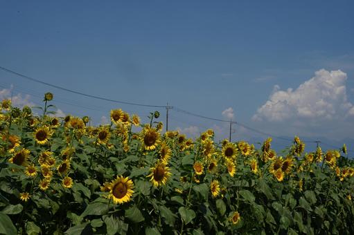 Sunflowers and blue sky, JPG