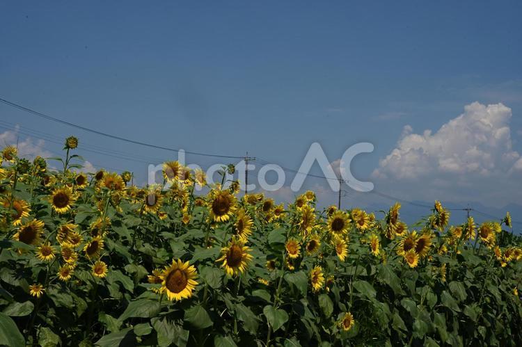 ヒマワリの花と青空 ヒマワリ,青空,黄色い花の写真素材