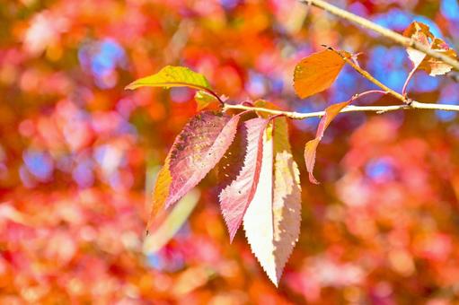 紅葉した桜の葉 そのまんま公園,小高い丘,紅葉の写真素材