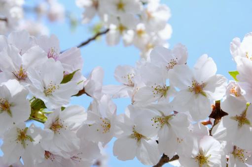 満開の桜と青空 桜,サクラ,花の写真素材