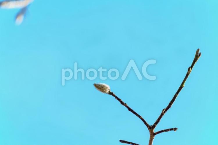 青空に映える木蓮の冬芽 木蓮,冬芽,つぼみの写真素材
