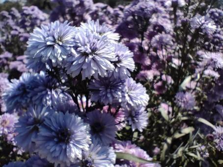 友禅菊 菊,友禅菊,花の写真素材