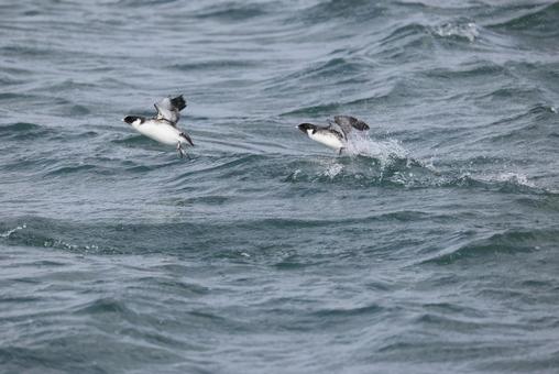 ウミスズメ ウミスズメ ウミスズメ,水鳥,野鳥の写真素材