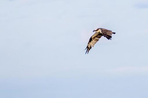 ミサゴ(128) 鳥,ミサゴ,ウオタカの写真素材