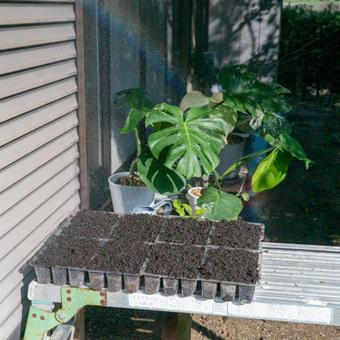 Seedling tray and Monstera pot, JPG Seedling tray and Monstera pot, JPG