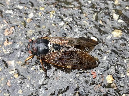 道路で一休み雨に濡れたアブラゼミ 道路で一休み雨に濡れたアブラゼミ 雨,昆虫,濡れるの写真素材