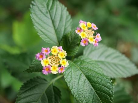 ランタナ（シチヘンゲ）の写真