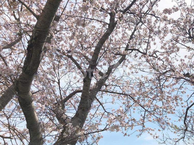 桜の木 春,四季,さくらの写真素材