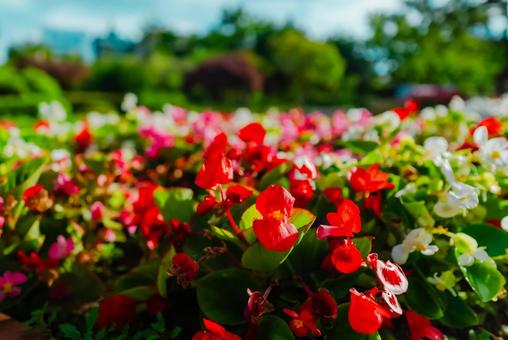 【青森】青い森公園 2025 【青森】青い森公園 2025の写真