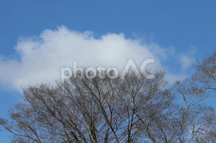 木の上に乗っている雲 雲,青空,青の写真素材