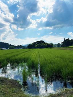 光射すのどかな田園 空,田園,光の写真素材