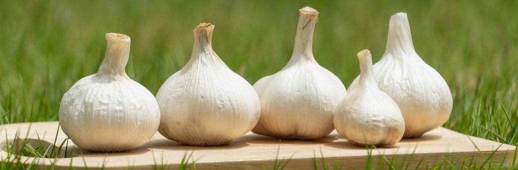 新ニンニク ヘッダーサイズ 新ニンニク ヘッダーサイズ ニンニク,大蒜,野菜の写真素材