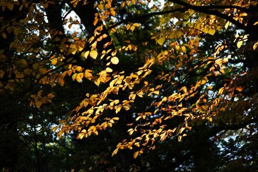秋の山の紅葉⑨ 秋の山の紅葉⑨の写真