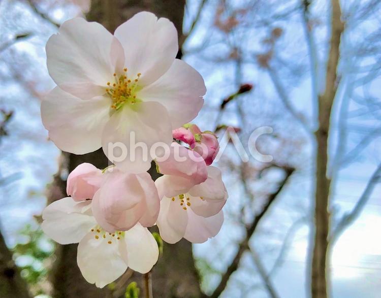 桜の花がメインの素材写真（青空） 桜,木,春の写真素材