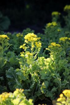 菜の花 自然,キレイ,春の写真素材