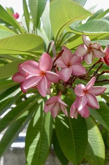 ピンクのプルメリア ピンクのプルメリア プルメリア,花,夏の花の写真素材