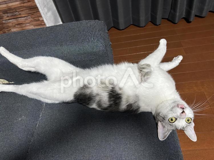 ソファの上ですごい顔する猫 猫,ネコ,ねこの写真素材