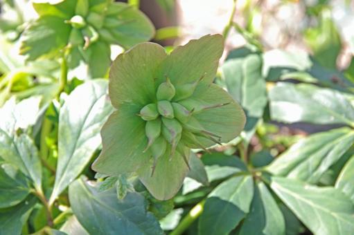 クリスマス・ローズ ヨーゼフ・レンパー クリスマス・ローズ ヨーゼフ・レンパー クリスマス・ローズ,ヨーゼフ・レンパー,黑根鐵筷子の写真素材