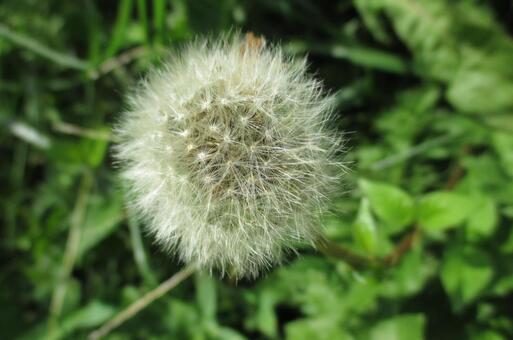 Dandelion fluff, dandelion, dandelion, dandelion, JPG