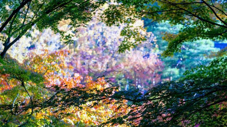 彩り豊かな秋の絨毯 紅葉,秋,自然の写真素材
