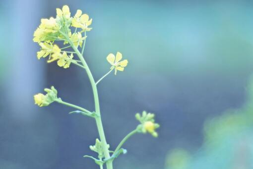 菜の花 菜の花の写真