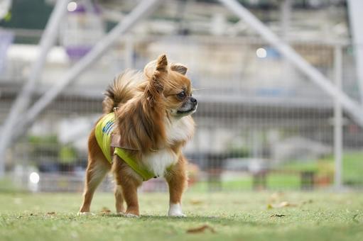 ドッグランのミックス犬 ドッグランのミックス犬 犬,ミックス犬,可愛い犬の写真素材