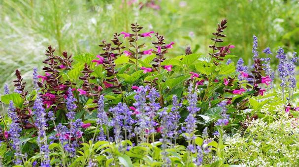 秋の花-324 秋の花-324の写真