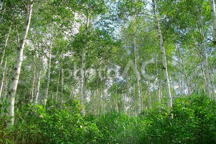 白樺の林 白樺,白樺林,林の写真素材