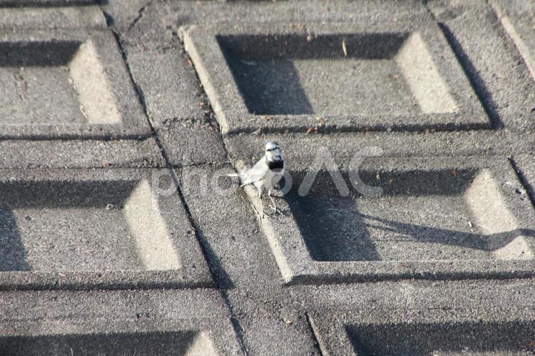 歩くハクセキレイ ハクセキレイ,野鳥,鳥の写真素材
