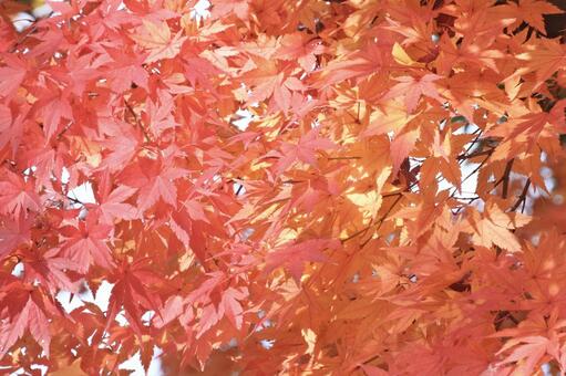 紅葉 紅葉,もみじ,秋の写真素材