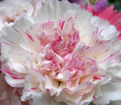 絞り咲きカーネーション カーネーション,絞り,接写の写真素材