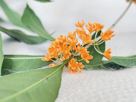 キンモクセイ キンモクセイ,花,植物の写真素材