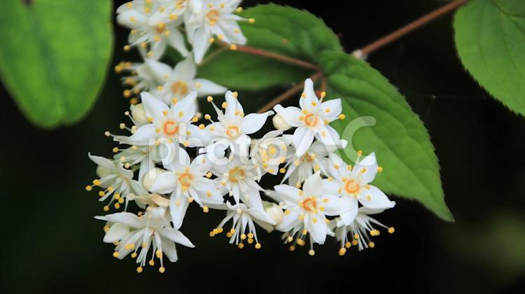 ヒメウツギの白い花 ヒメウツギ,姫空木,花の写真素材