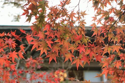 Autumn leaves, JPG