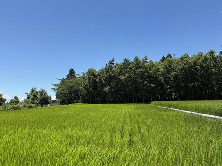 田んぼ 田んぼの写真