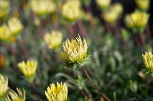 季節の花570 季節の花570の写真