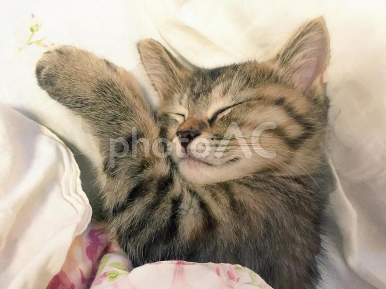 猫　眠る　寝る　布団　子猫　すやすや 子猫,寝る,ぐっすりの写真素材