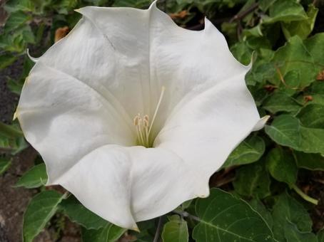 ケチョウセンアサガオの花 ケチョウセンアサガオの花 ケチョウセンアサガオ,花,白いの写真素材