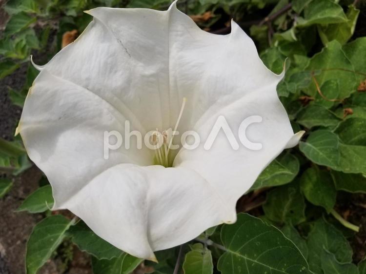 ケチョウセンアサガオの花 ケチョウセンアサガオ,花,白いの写真素材