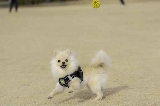 ポメラニアン【生後約7か月】 ポメラニアン【生後約7か月】 ポメラニアン,犬,いぬの写真素材