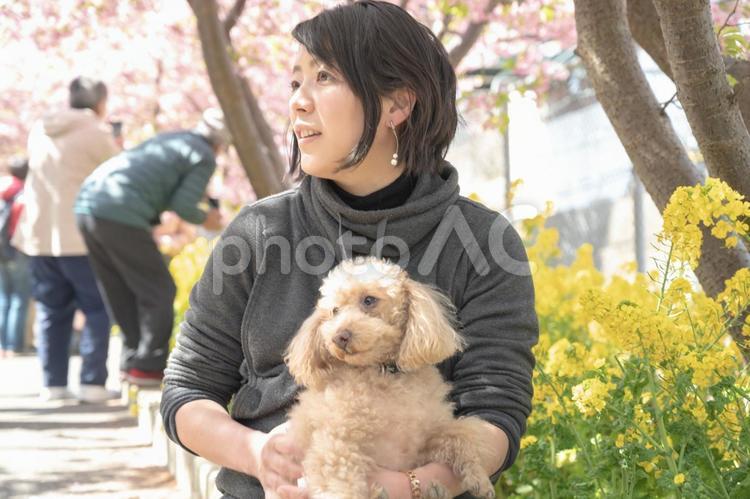 若い女性とトイプードル(その３２) 菜の花,桜,犬の写真素材